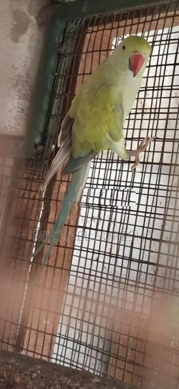Ringneck Birds
