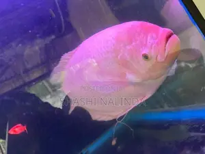 Gurami Fish
