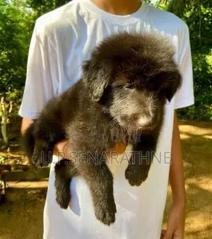 German Shepherd Puppies