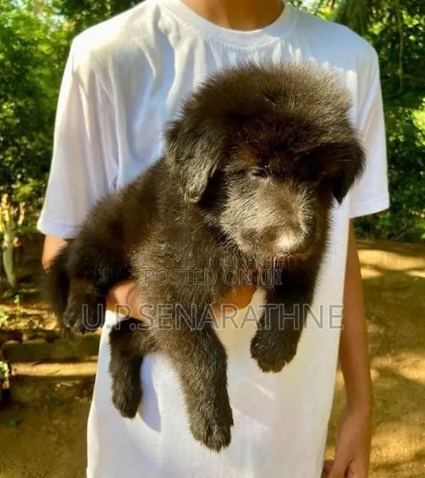 German Shepherd Puppies