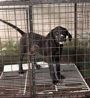 Labrador Bully Mix Puppy