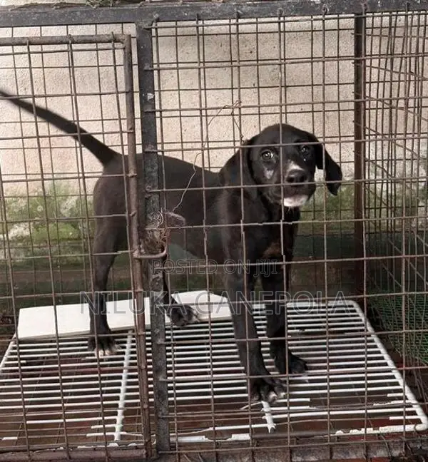 Labrador Bully Mix Puppy