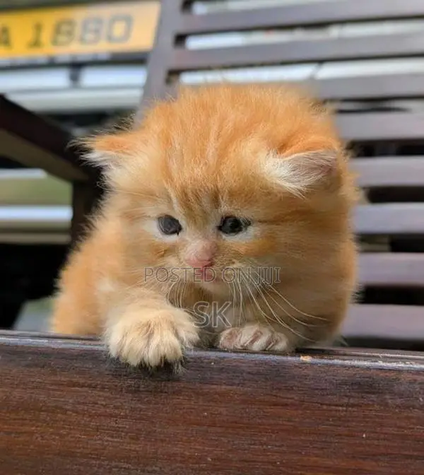 Persian Cat