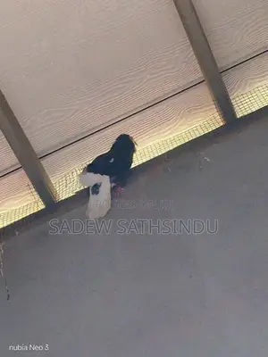 Pigeon