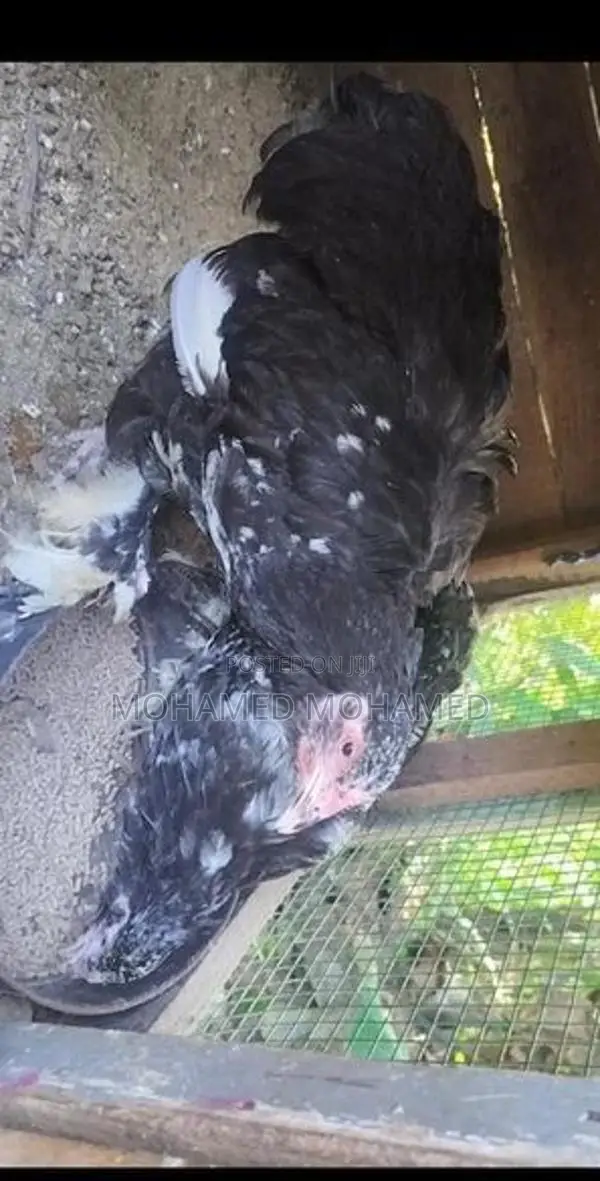 barma chick