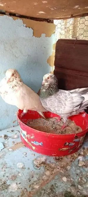Racer Pigeon