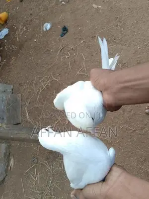 Pigeon