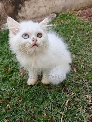 Pure White Odd Eye Persian Kittens