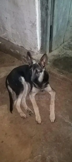 German Shepherd