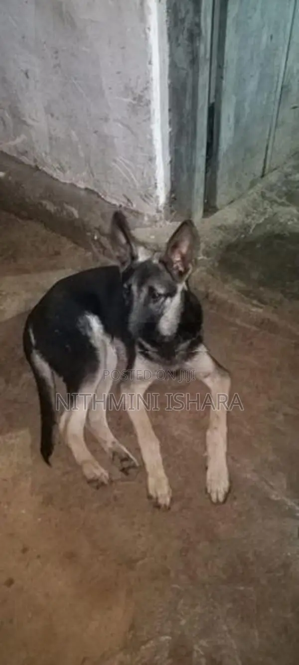 German Shepherd