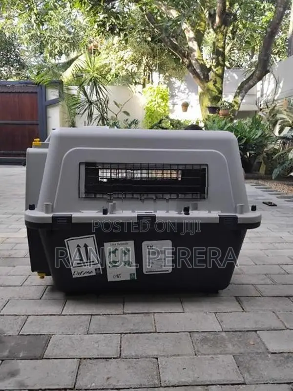 International Aviation Cat Carrier