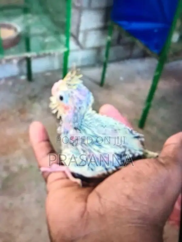 crokatail chick for hand feeding