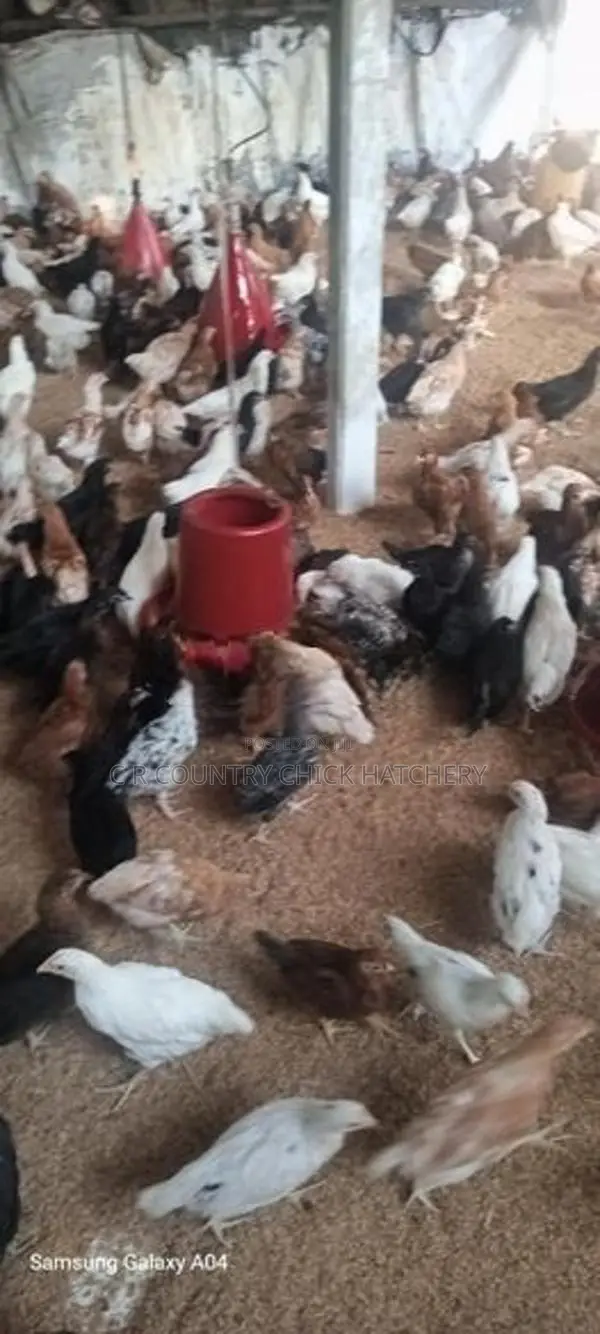 முட்டை கோழி குஞ்சு
