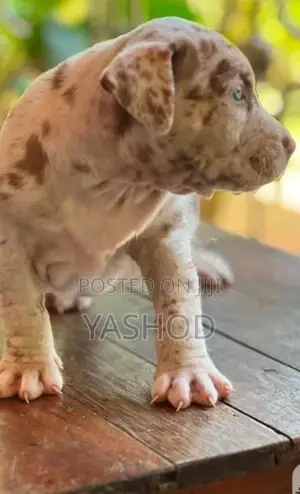 American Bully Puppies