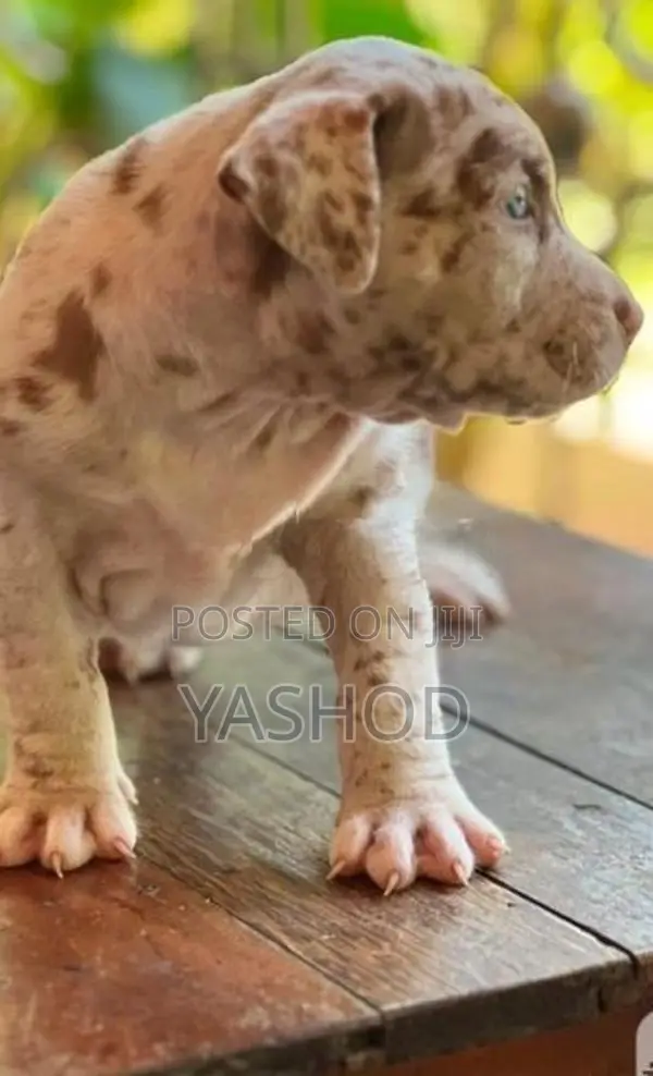 American Bully Puppies