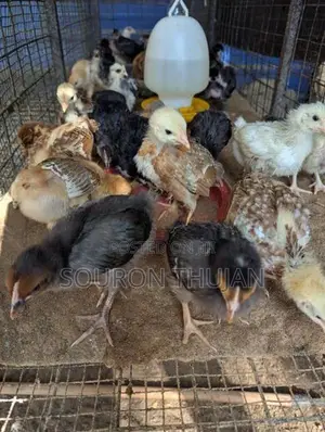 நாட்டுக்கோழி
