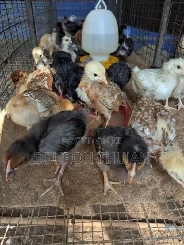 நாட்டுக்கோழி