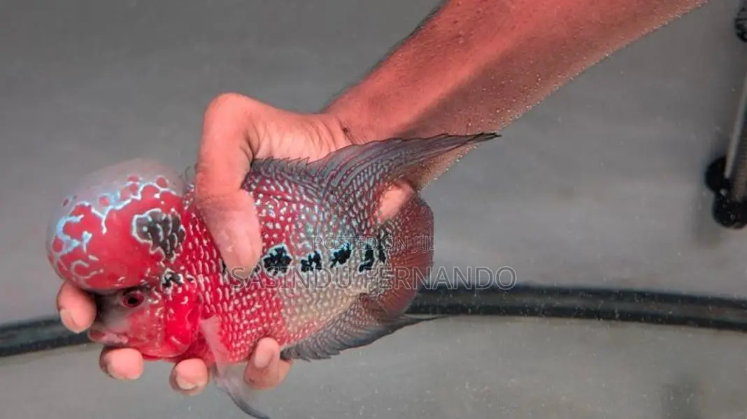 Flowerhorn Fish