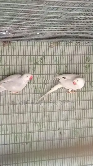 Ringneck Birds