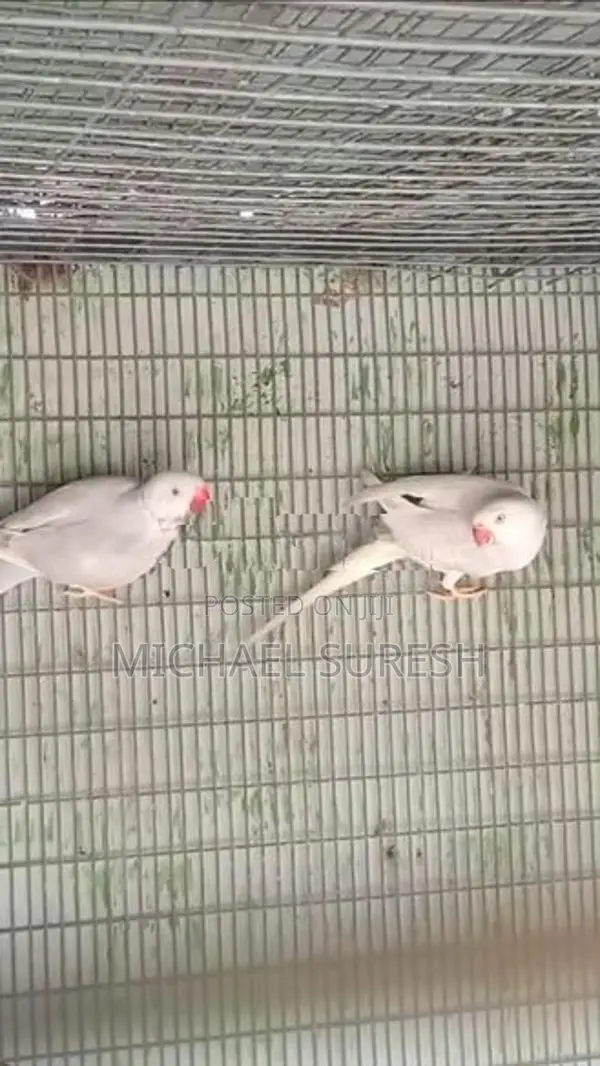 Ringneck Birds