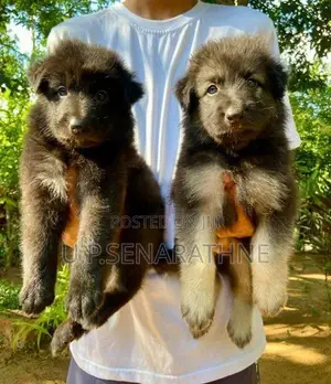 German Shepherd Puppies
