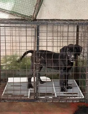 Labrador Bully Mix Puppy