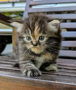 Persian Cat
