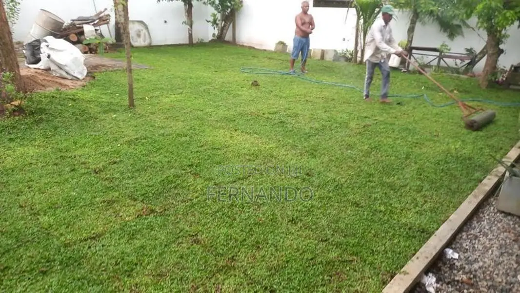 Malasiyan Carpet Grass