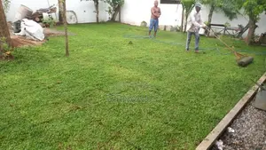 Malasiyan Carpet Grass
