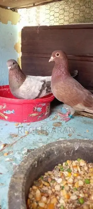 Racer Pigeon