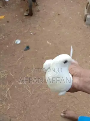 Pigeon