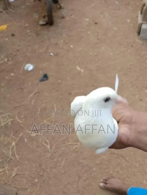 Pigeon