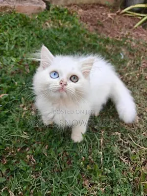 Pure White Odd Eye Persian Kittens