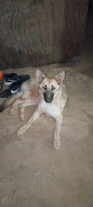 German Shepherd