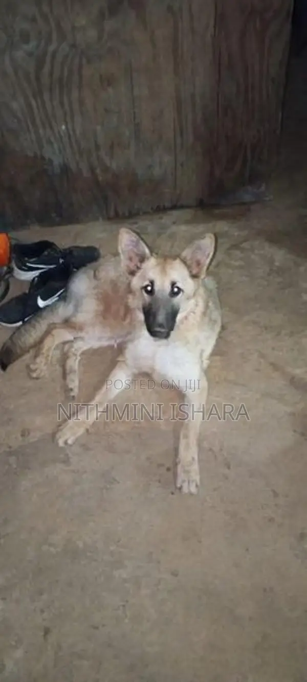 German Shepherd
