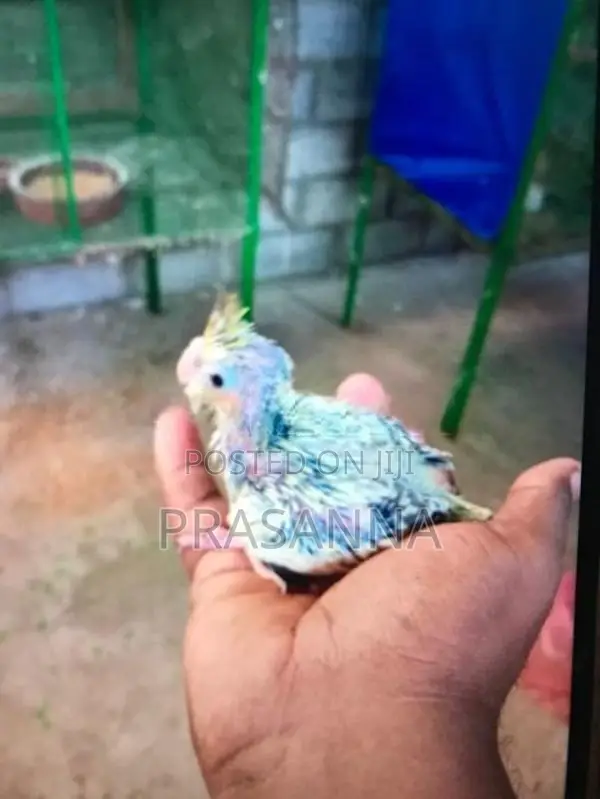 crokatail chick for hand feeding