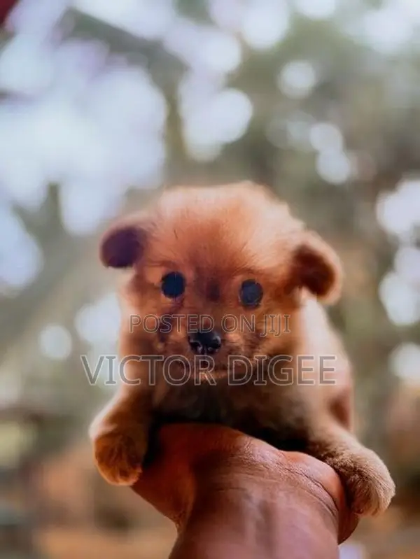 Lion Pomeranian Puppy