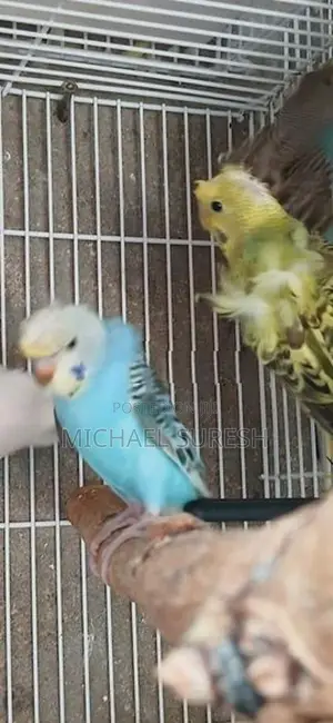 Helicopter Love Birds