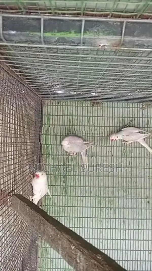 Ringneck Birds