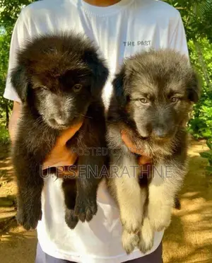 German Shepherd Puppies