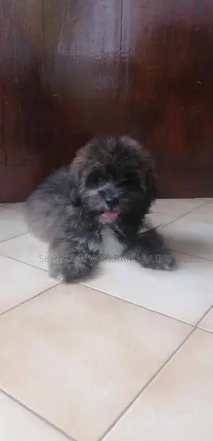 Shih Tzu Puppies