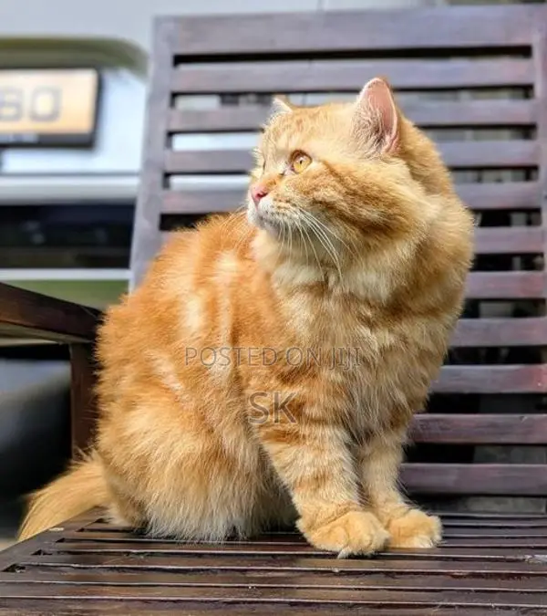 Persian Cat