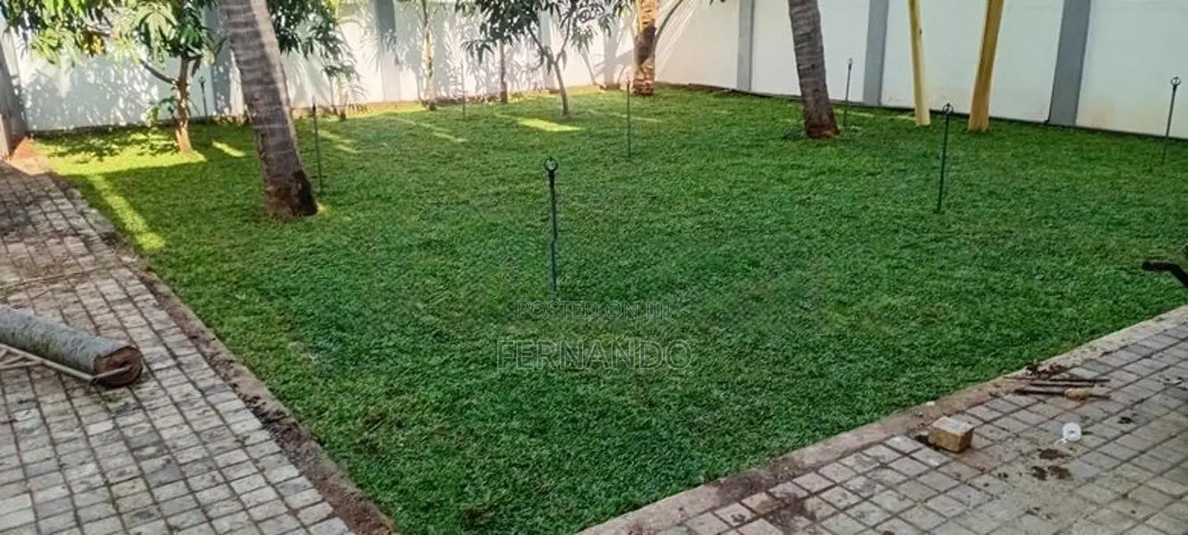 Malasiyan Carpet Grass