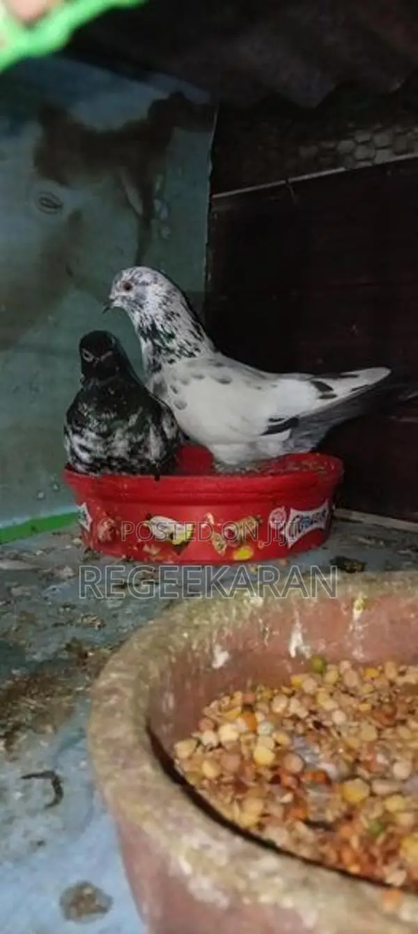 Racer Pigeon