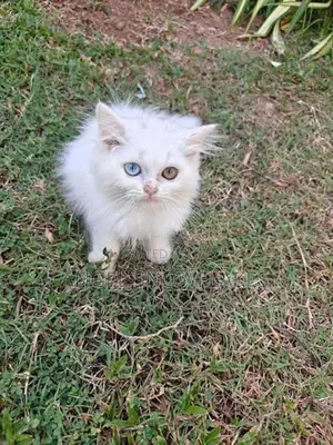 Pure White Odd Eye Persian Kittens