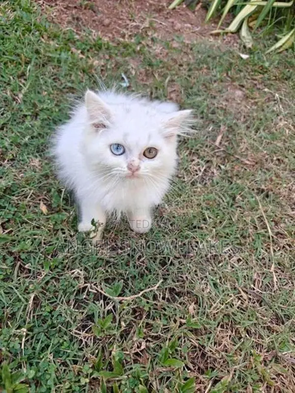 Pure White Odd Eye Persian Kittens