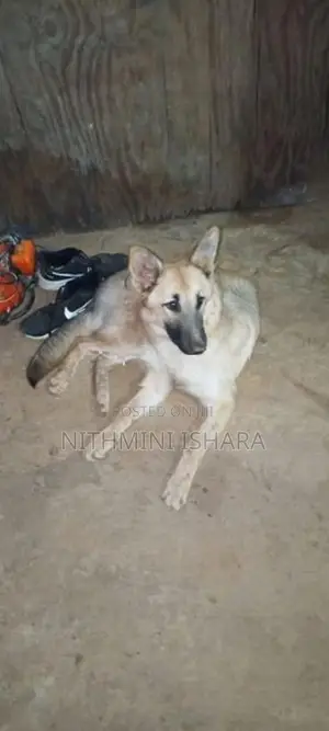 German Shepherd