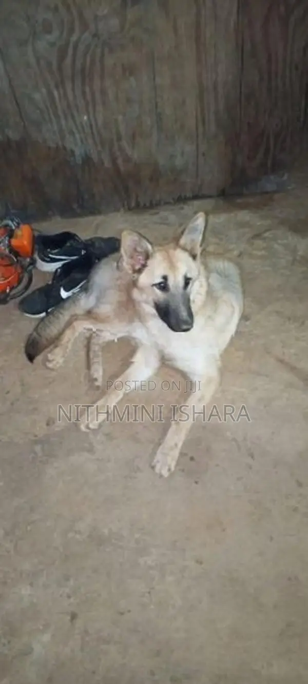 German Shepherd