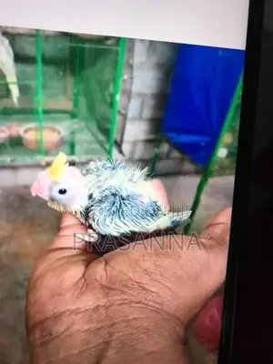 crokatail chick for hand feeding