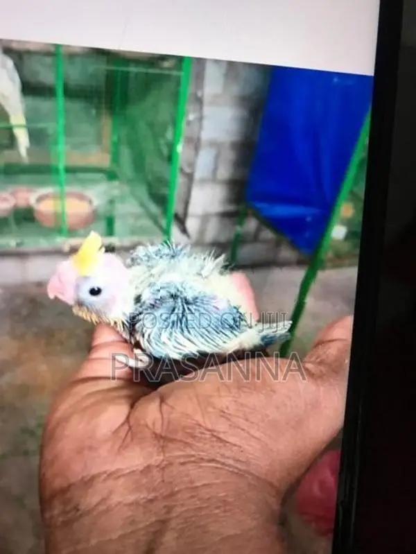 crokatail chick for hand feeding